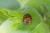 Subcoccinella vigintiquatuorpunctata